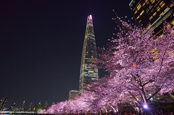 석촌호수 벚꽃축제 일정·기간·야경