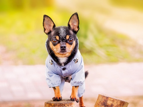 치와와 (chihuahua)