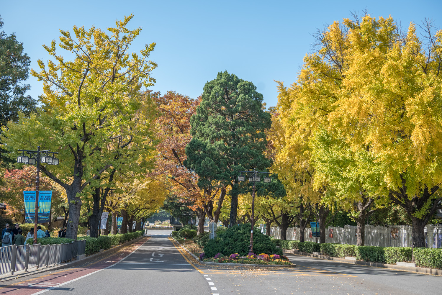 은행 단풍 맛집 경복궁 돌담길
