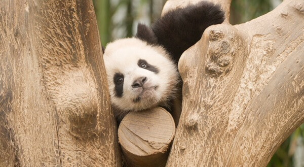 안녕할부지예매