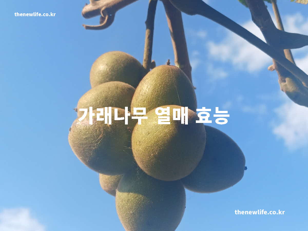 가래나무 열매 효능 대표 실사진