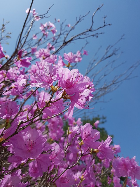봄꽃