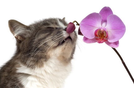 난초 냄새를 맡는 고양이.