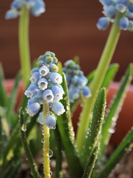 물 머금고 있는 꽃