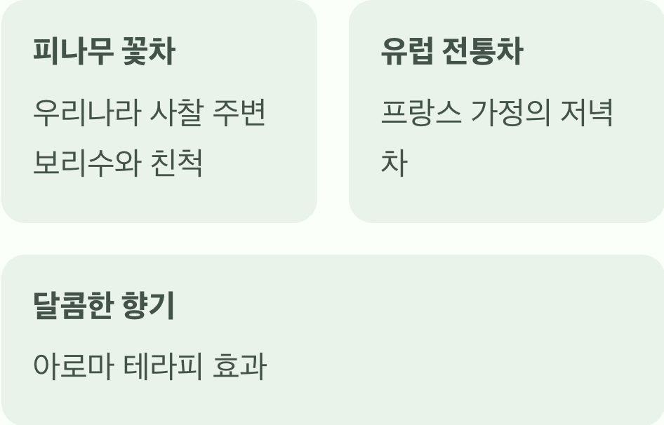 '린든차'가 뭐죠? 익숙한 그 나무, 피나무