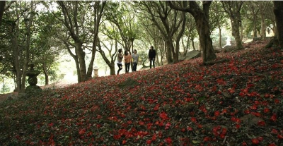 동백축제 가족여행