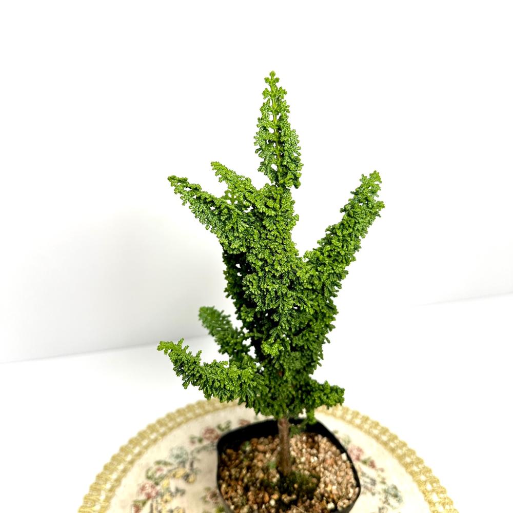 분재 키우기 나무 석화회 키우는 방법