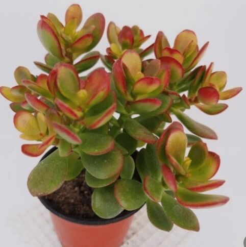 돈이 들어오는 식물