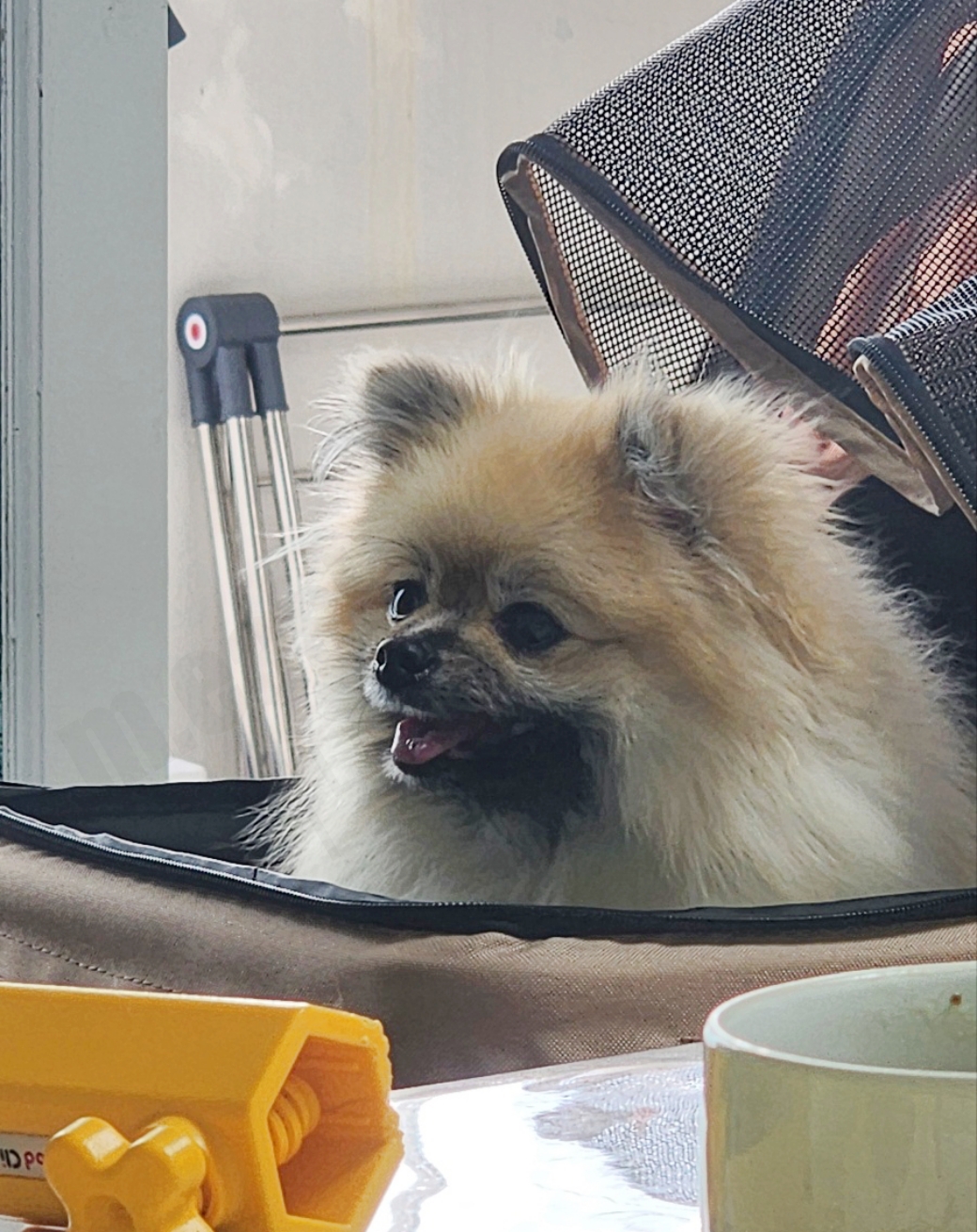 강아지를 유모차에 태운 모습