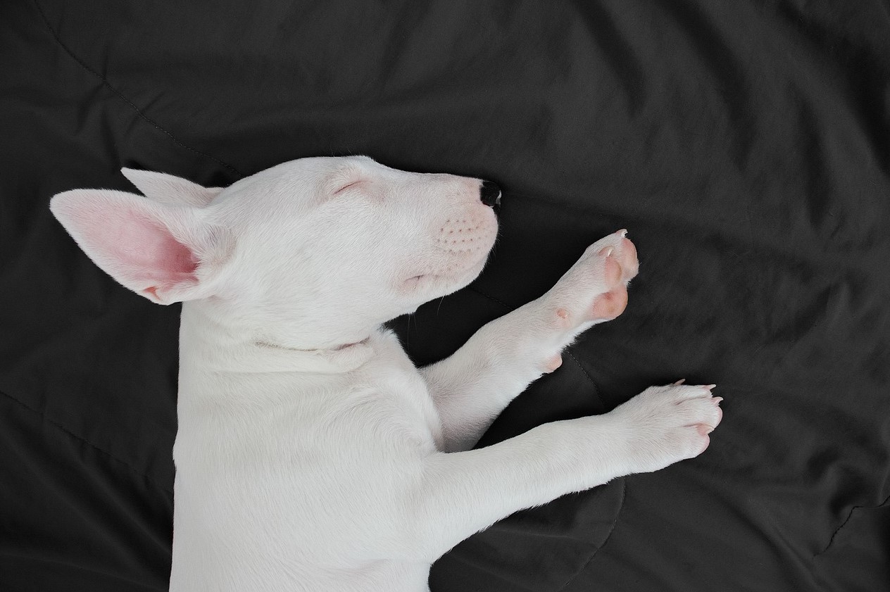 강아지-방광염-원인