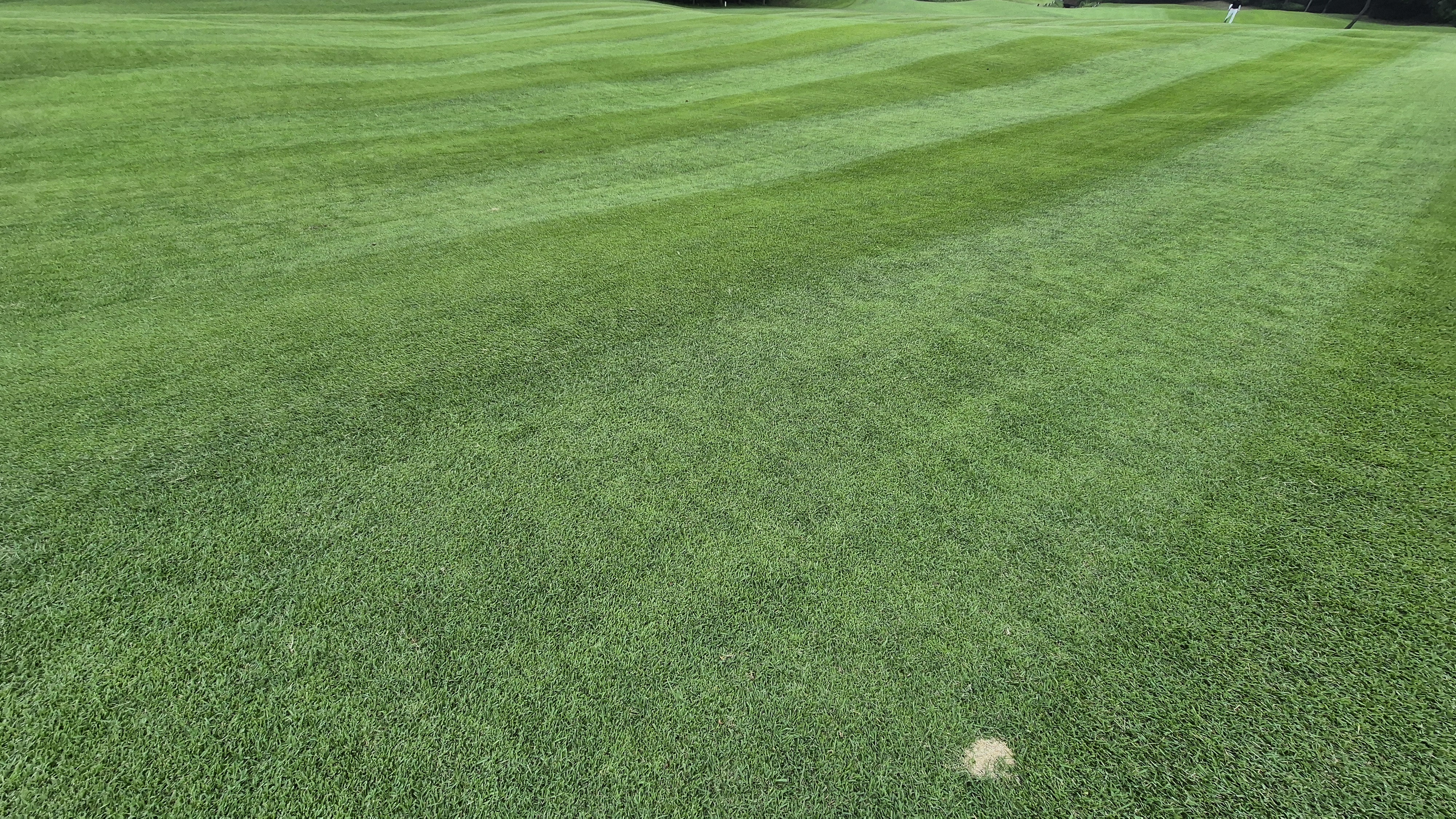 뉴스프링빌cc 라운드 후기