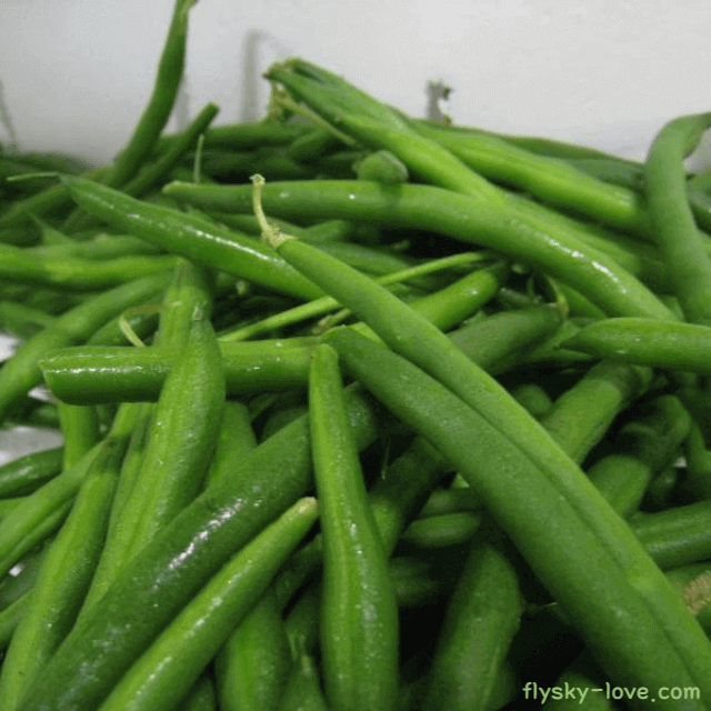 그린빈 고르는 법