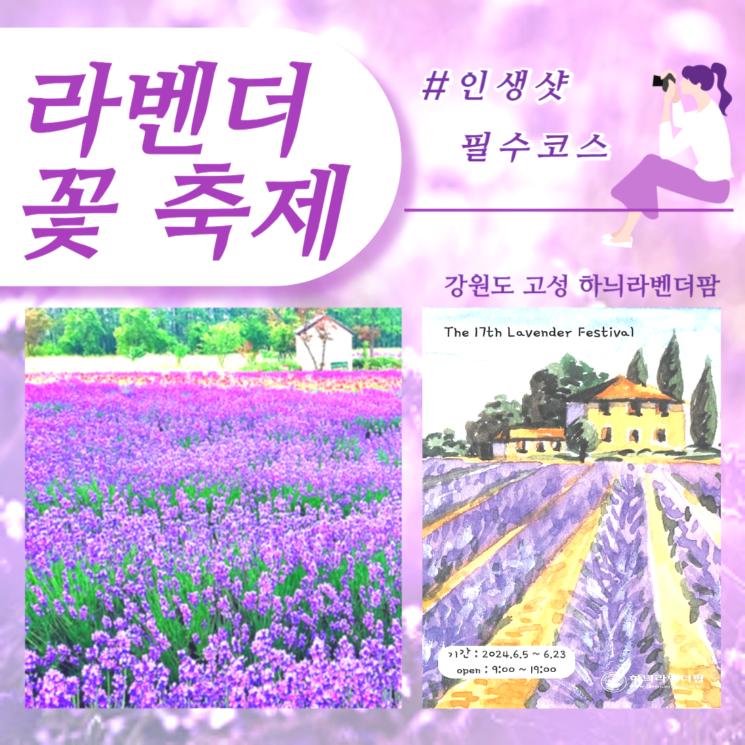 라벤더 축제