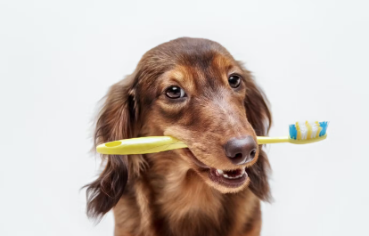 칫솔을 물고있는 강아지