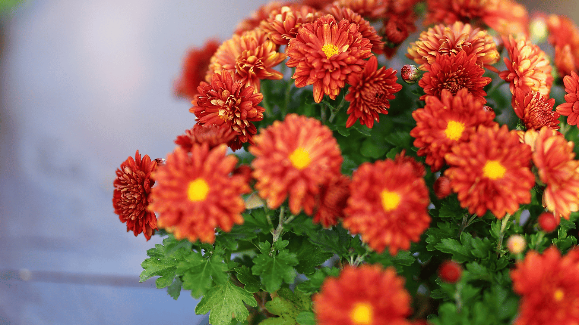 11월에 떠나는 국내 가을 여행지 추천