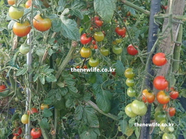 방울토마토의 효능이 혈관 건강에 좋은 붉은색 리코펜 성분이 가득한 실물