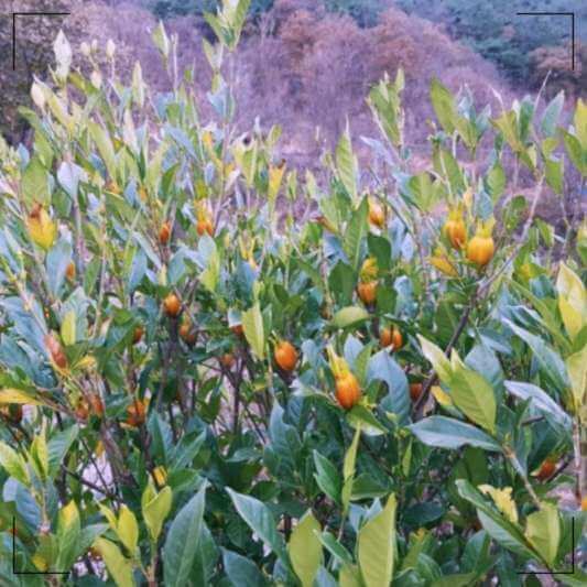 익은 치자 열매