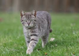 망막색소변성증 원인과 증상