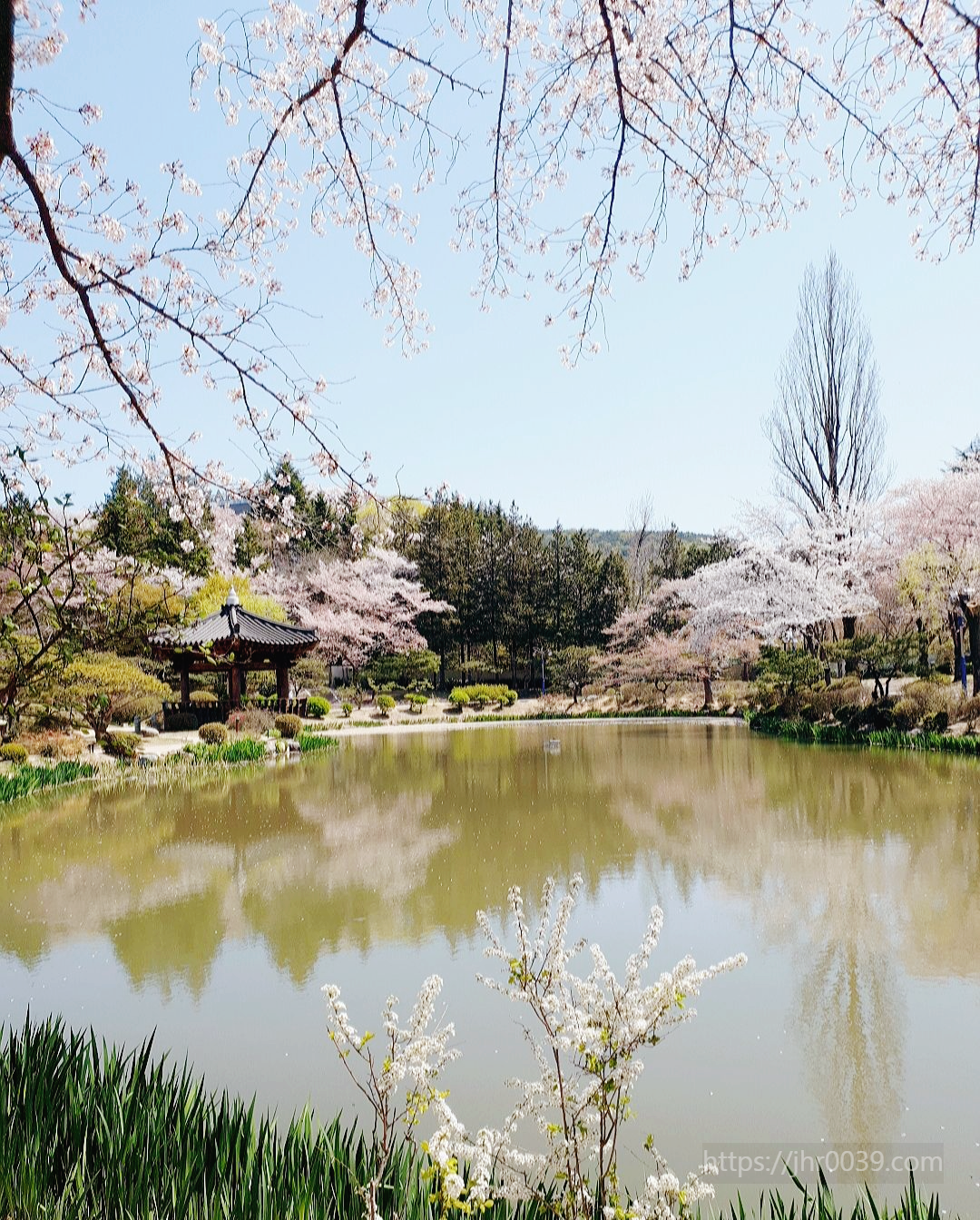 보문정-벚꽃나무