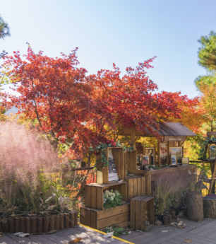 2025 화담숲 단풍축제 예약 완벽 가이드 | 절정시기·꿀팁 총정리