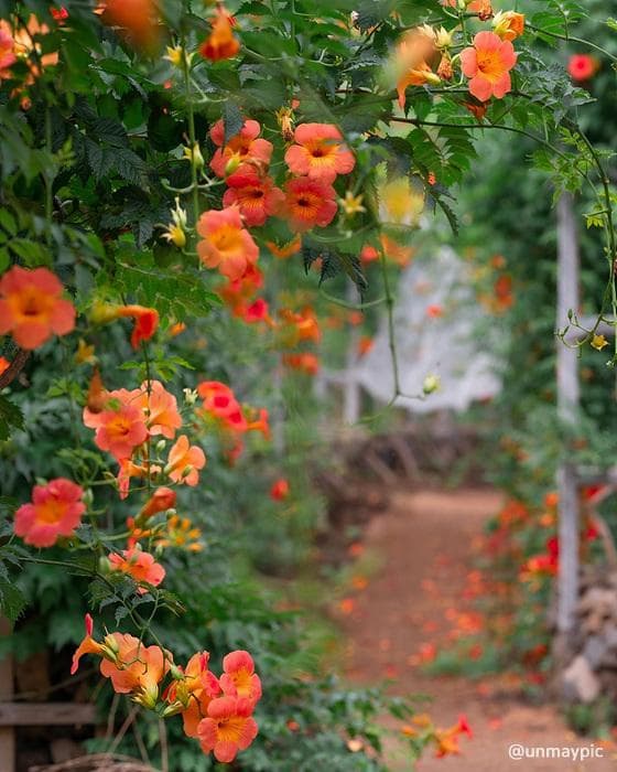 6월 꽃 축제 총정리 ❘ 지역별 꽃 구경 명소와 일정 안내