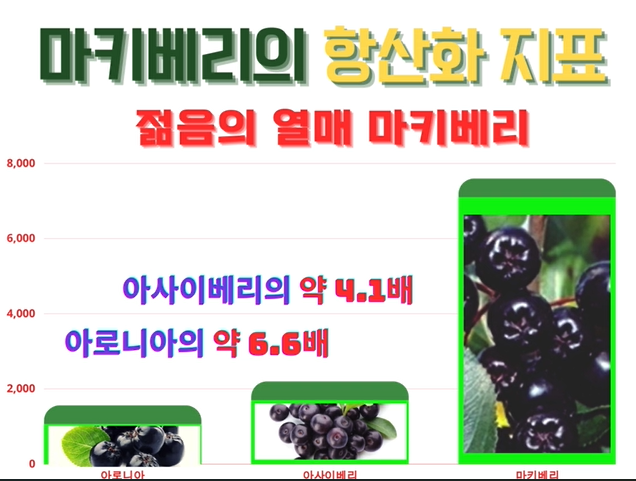 마키베리의 항산화 지표