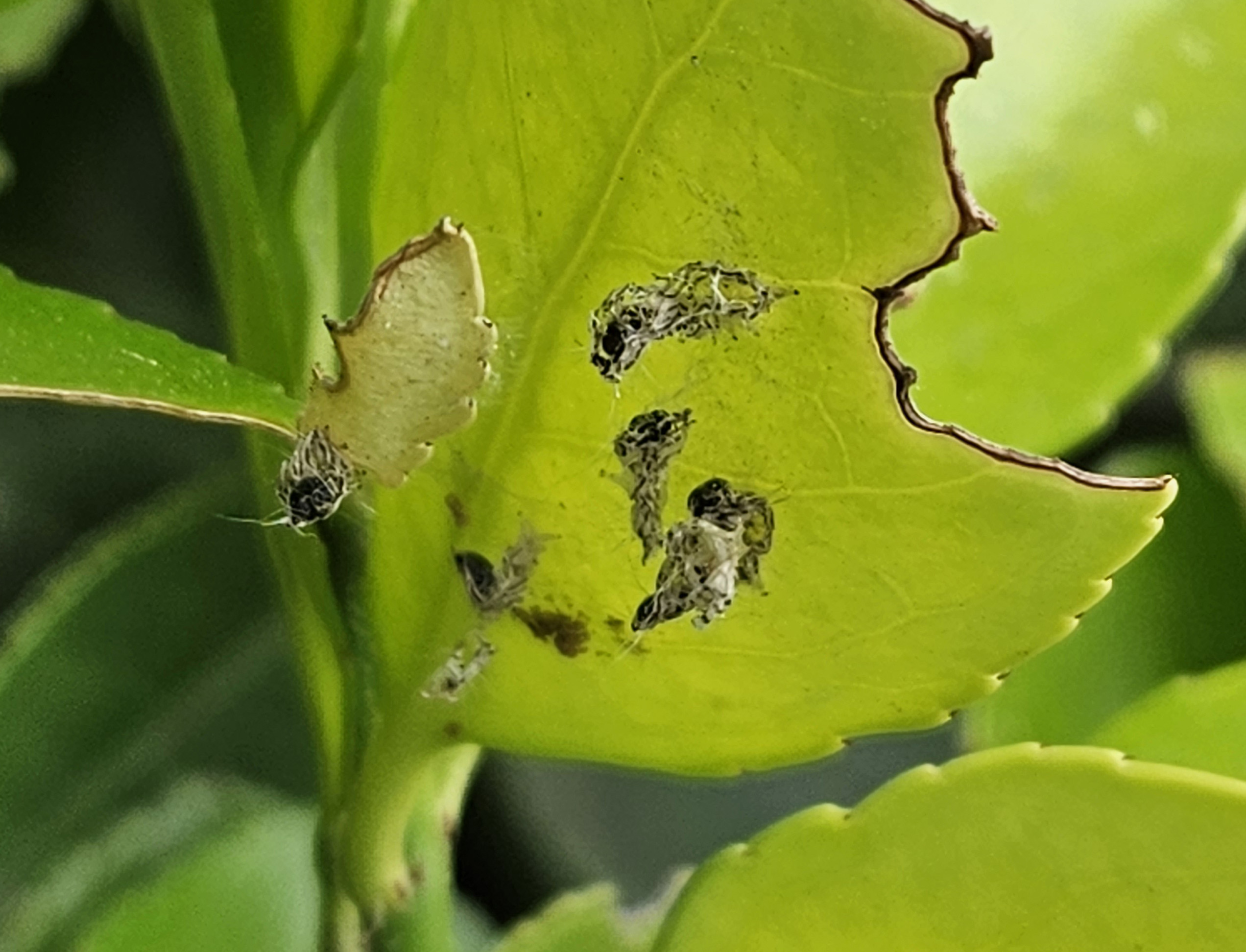 노랑털알락나방7