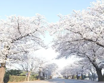 정읍 벚꽃축제_16