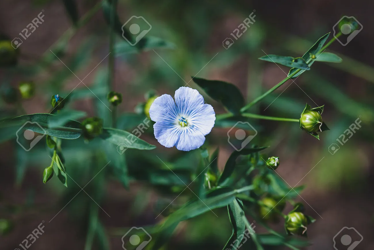 아마 재배 파종 시기 잡초 관리 섬유용 수확_8