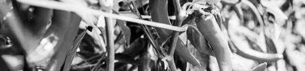 고추모종 심는 시기 외 참고 자료