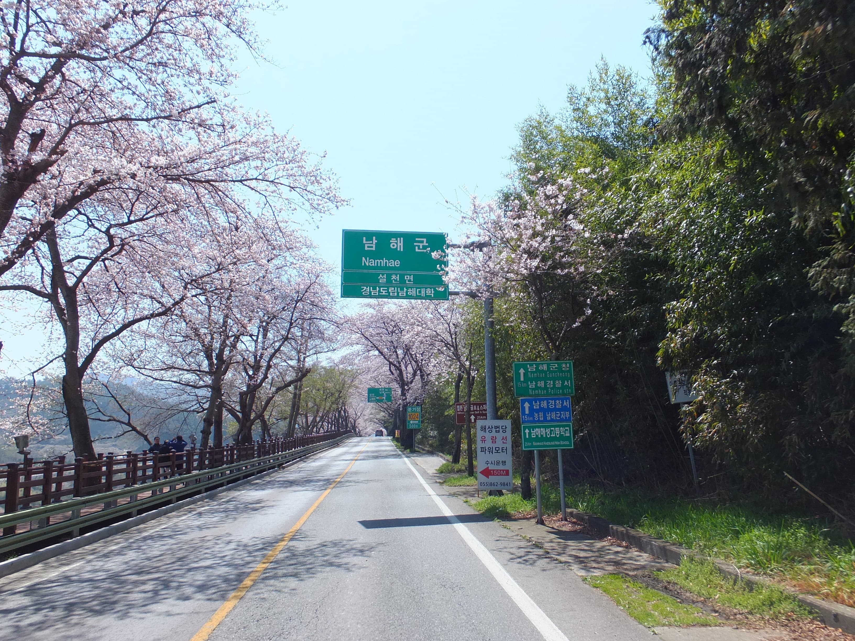 남해군 진입 안내표지판과 벚꽃