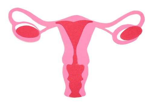 식물성 에스트로겐