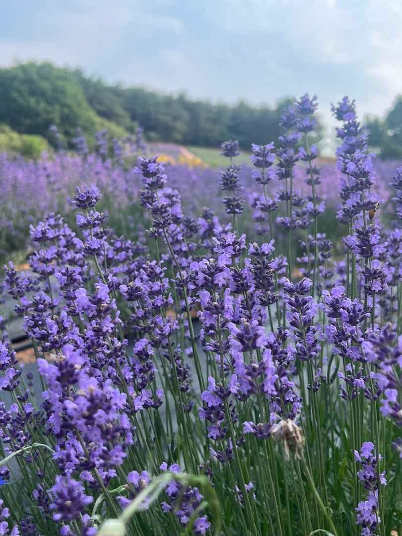 고창청농원 라벤더 축제