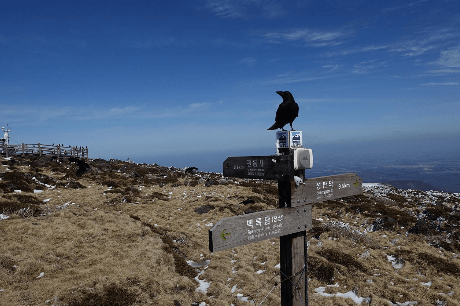 2025 한라산 백록샘 탐방 사전예약