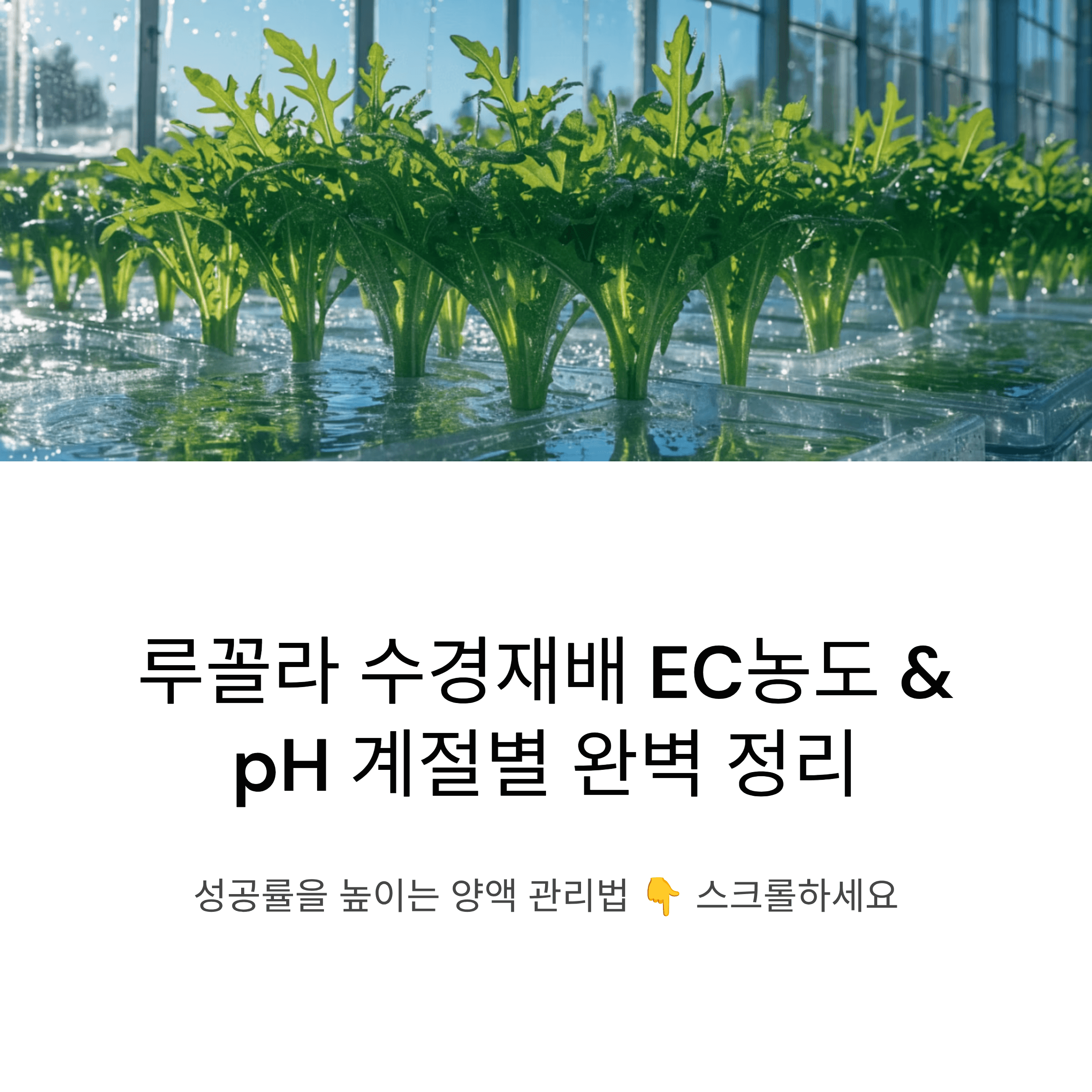 루꼴라 수경재배 성공률을 높이는 양액 EC농도 pH 계절별 관리법