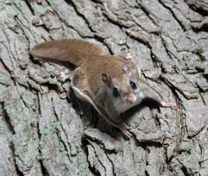 초보자도 키우기 쉬운 애완동물 10가지