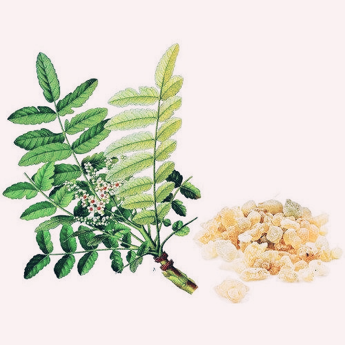 보스웰리아 효능 부작용