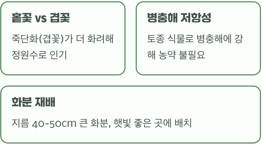 황금빛 봄, 황매화 키우기 A to Z