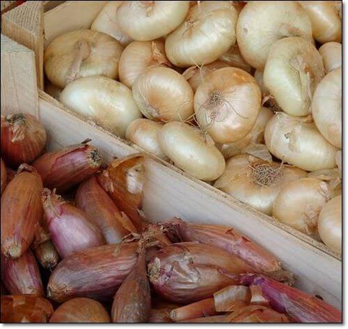 양파와 샬롯