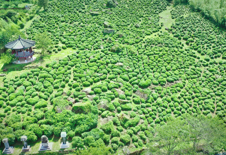 [5월 축제]2025 하동야생차문화축제❘기간, 일정, 체험 프로그램, 공연 정리