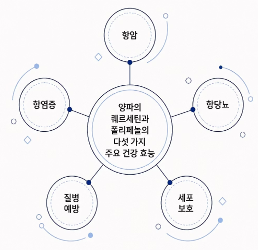 양파 효능