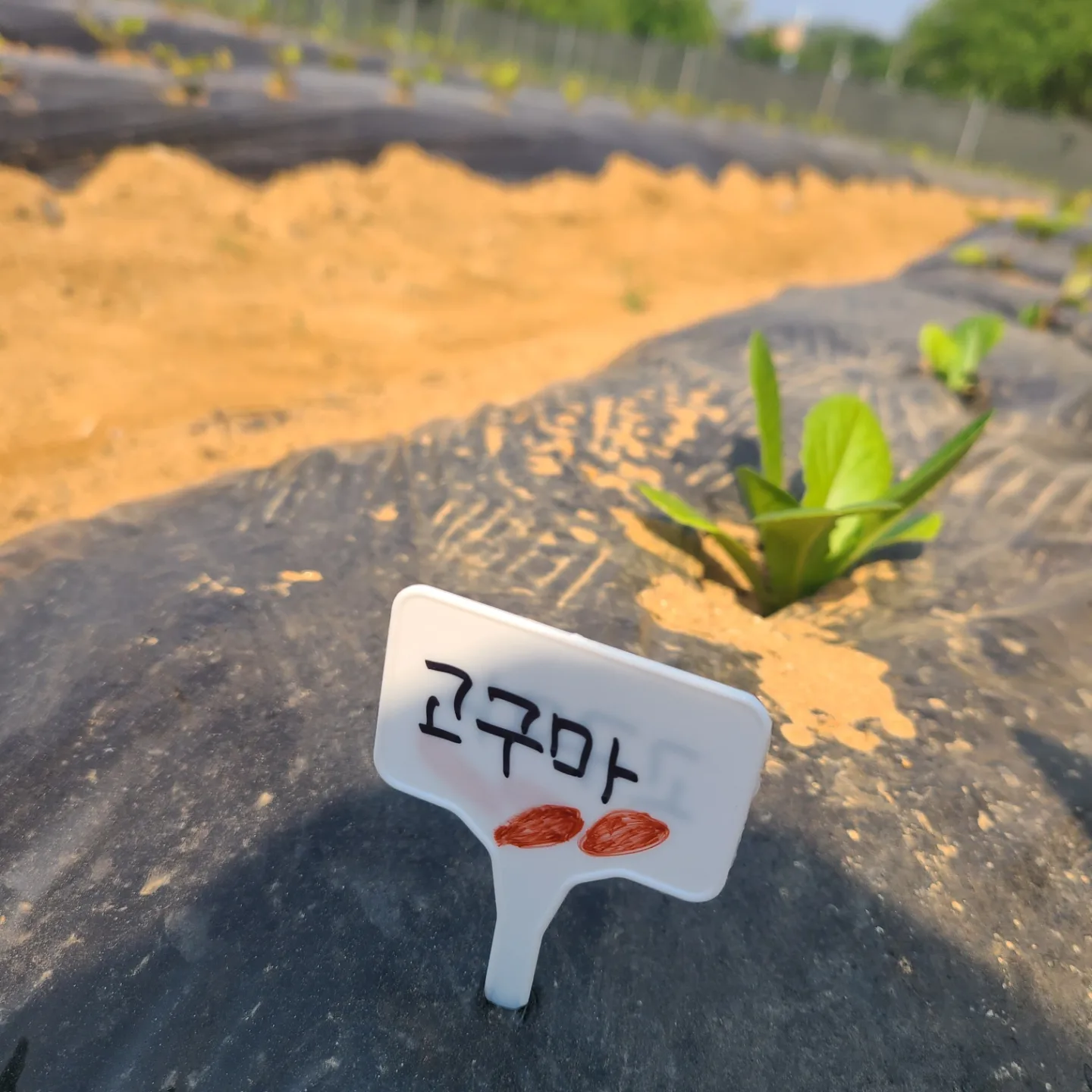 농작물이름표