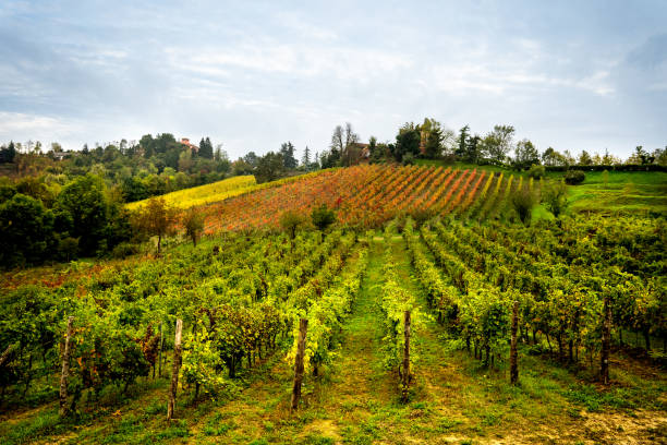 도미구이 &amp; 가비(Gavi) 와인 페어링｜담백한 바다의 맛과 상쾌한 산미의 감각적 만남