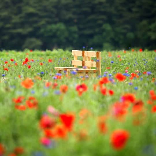 2025 원주 용수골 꽃양귀비축제 ❘기간, 일정, 체험 및 프로그램 정리
