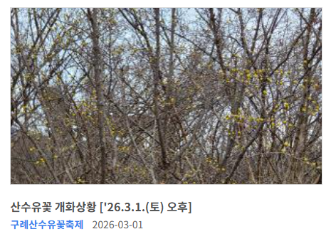 구례 산수유꽃 절정