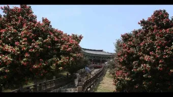 서천 마량리 동백나무 숲 개화 코스_43