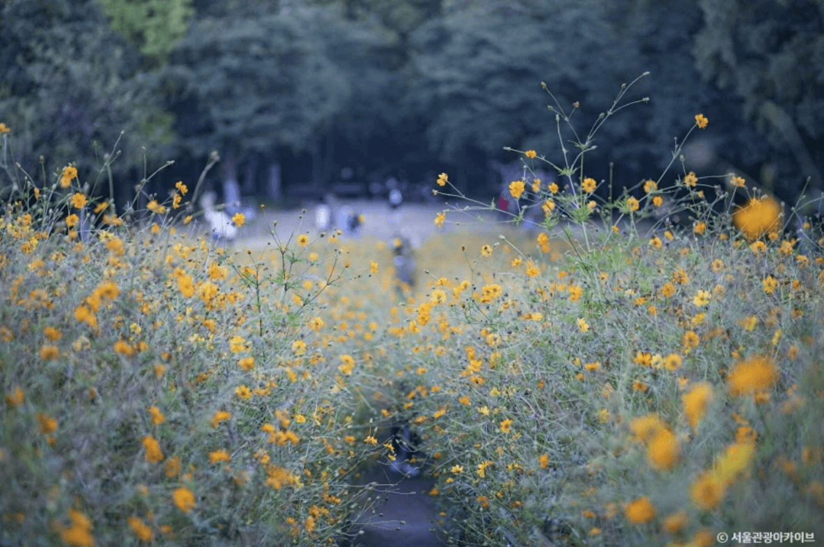 올림픽공원들꽃마루