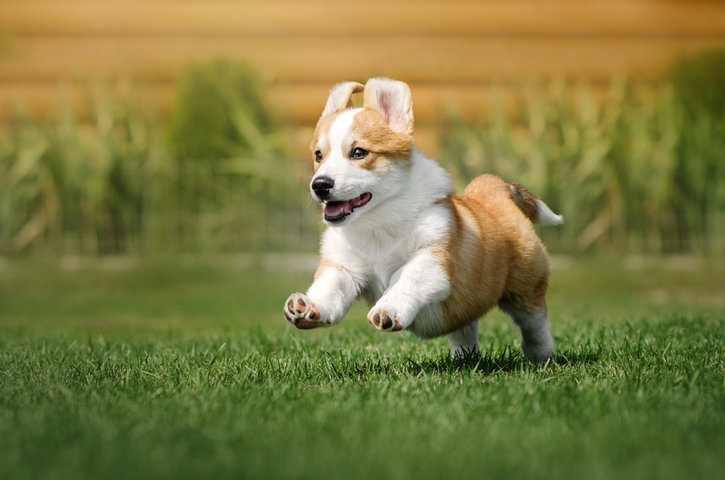 개 꿈 해몽&amp;#44; 강아지 꿈 해몽 : 개가 짖는 꿈&amp;#44; 개에게 물리는 꿈 등 