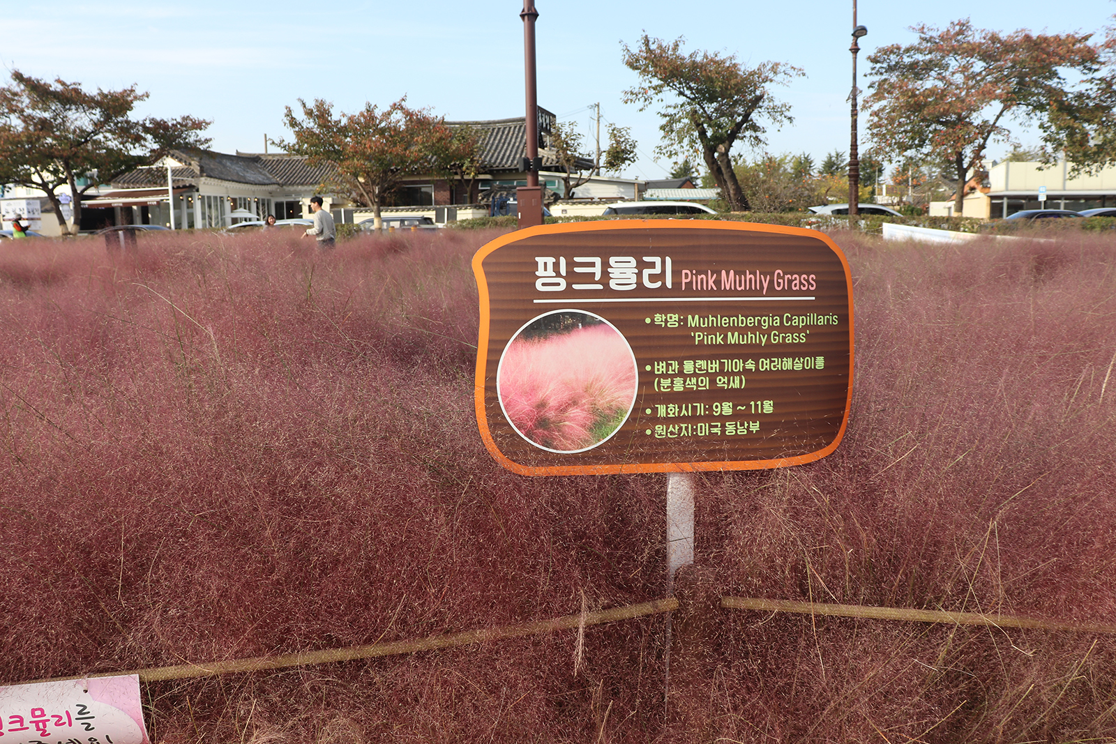 경주 첨성대, 핑크뮬리와 함께하는 가을 여행지 추천