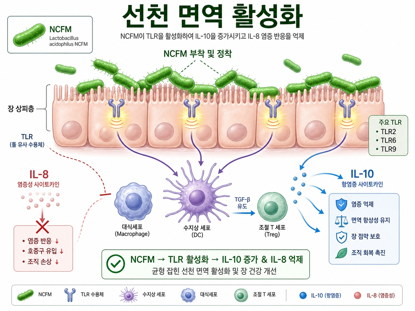NCFM유산균-면역강화-TLR-IL10-선천면역활성화-일러스트
